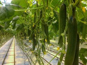 همه چیز درباره کشت گلخانه ای خیار