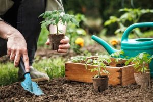 راهنمای کاشت سبزیجات در خانه