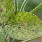 کنه تارتن دو نقطه ای و کنترل آن