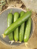 بذر خیار سبا
