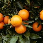 معرفی ۱۰ درخت مناسب برای باغچه