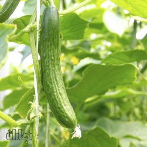 بذر خیار گلخانه‌ای ناگین