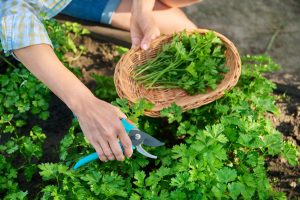 راهنمای کاشت سبزیجات در خانه