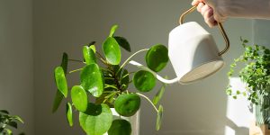 کارآفرینی پرورش گل‌وگیاه. کدام گیاهان برای پرورش مناسب‌تر هستند؟