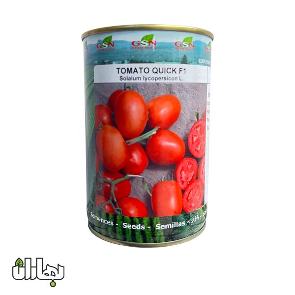 بذر گوجه فرنگی فضای باز کوییک