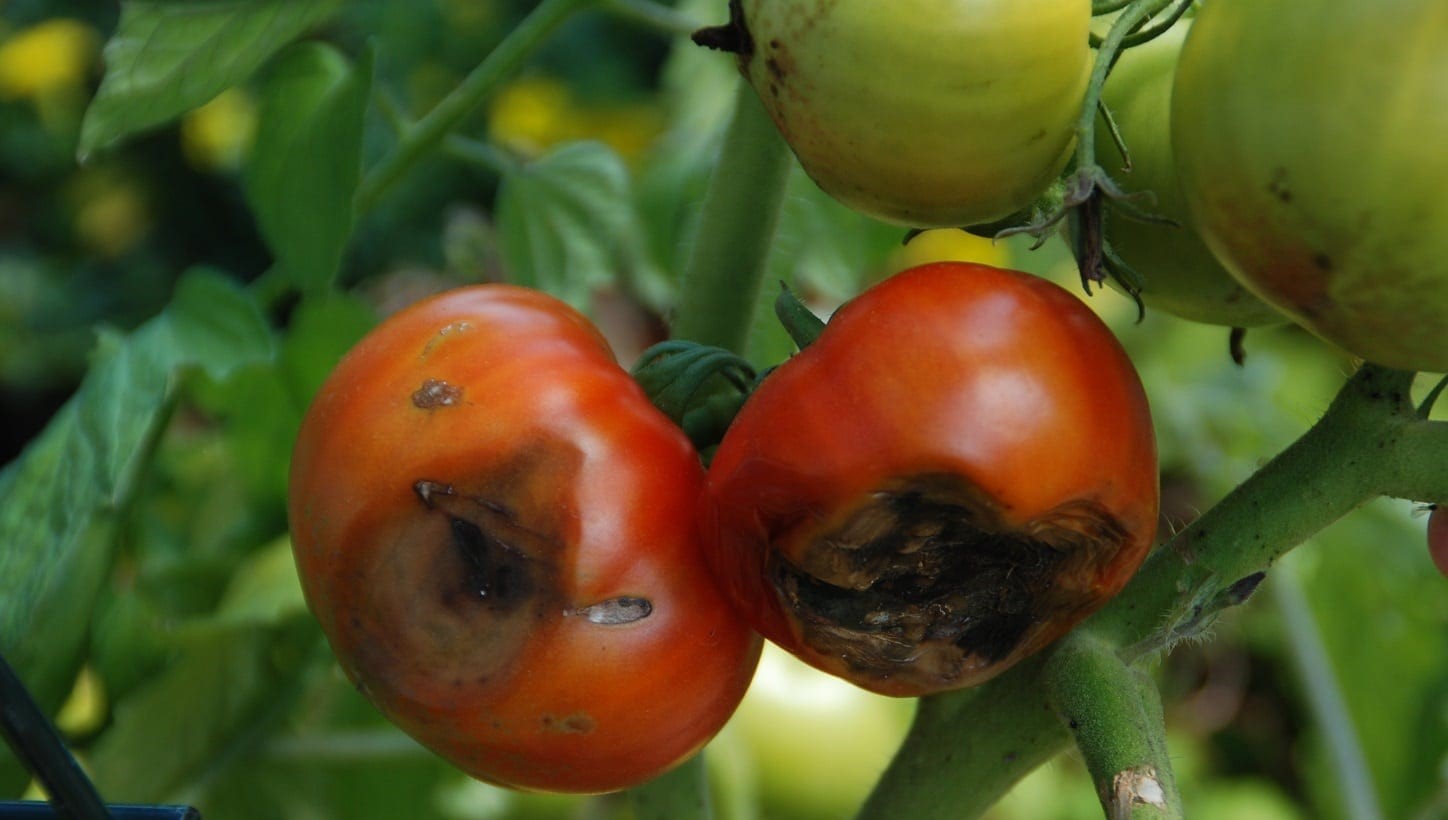 لکه سیاه گوجه فرنگی