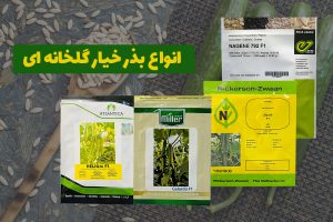 انواع بذر خیار