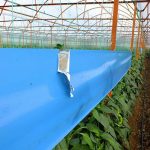 نوار جذب حشرات (آبی)