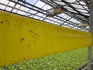 رول جذب حشرات (زرد)