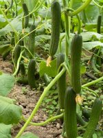 بذر خیار گلخانه ای باشا